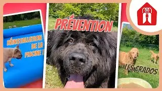 MESSAGE DE PREVENTION ⚠ 🐶 Pension CHEZ MARTH' 87 #31