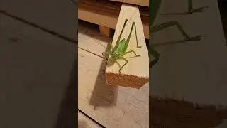 Дыбка степная( кузнечиковые)