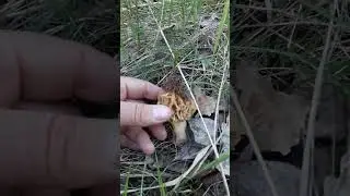 Напів-сушений зморшок