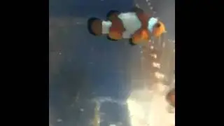 Snowflake Clownfish at premiumaquatics
