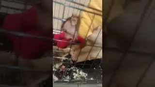 Dudy beruk main sama mpus kucing gemes dia 😀
