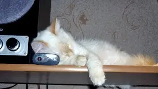 Хорошо, когда есть помощник