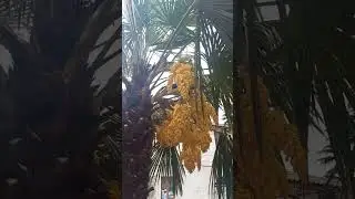 Как цветёт пальма )