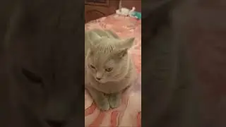 My cat