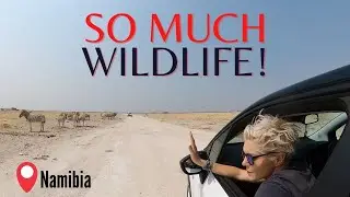 Amazing wildlife I Exploring Wildlife In Etosha National Park.- EP. 130 I Safari