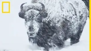 The Wilderness of Yellowstone Park