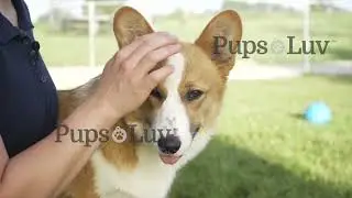 Take a tour of PupsLuv's beautiful Corgi and Wheaton Terrier moms and dads home.