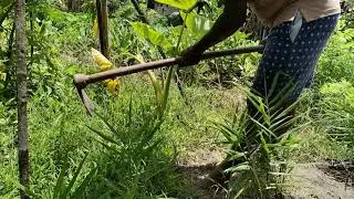 Farm Working time
