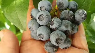 Сорт голубики Рубел созрел