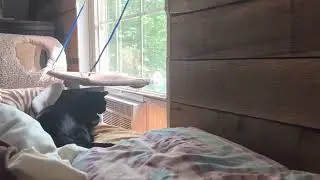 Black kitty cat kitten 1 yr old void hot aggravated heat wave poor kitty kitty waiting for nightfall