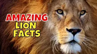 11 Amazing Facts About Lions: King of the Jungle