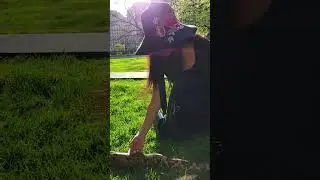 So Lovely #snake #shorts #viral