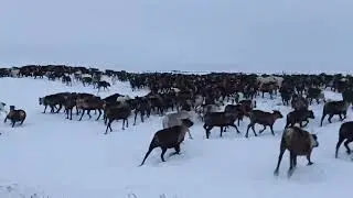 Приехали в стадо
