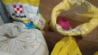 И снова ГУСИ//купил КОМБИКОРМ