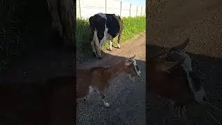 провожаем Марту в стадо