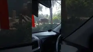 Mobil terjebak dikawanan gajah