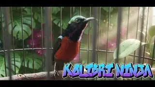 Pancingan kolibri ninja,agar cepat bunyi #kicaumania #burungkicaudialamliar