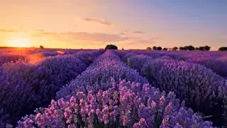 Lullaby for Tamara  (Brahms)   -   Ray Conniff