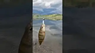 ОКУШОК НА МИКРОДЖИГ🐠🐠🐠 #окунь #микроджиг #отводнойповодок #perch #microjig #рыбалканаокуня #shorts