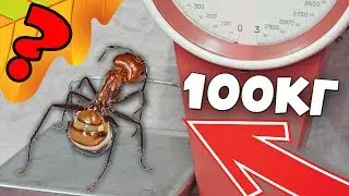 Сколько весит муравей?! 
