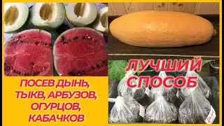 САМЫЙ ПРОСТОЙ СПОСОБ ПОСЕВА АРБУЗОВ / ДЫНЬ / ТЫКВ / ОГУРЦОВ / ВСЕ ДЕЛО В ГРУНТЕ