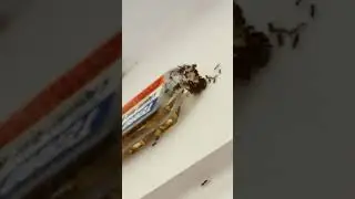 Look em #ants