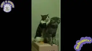 Кошка Делает Массаж Коту