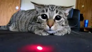 Эти приколы с котами поднимут тебе настроение