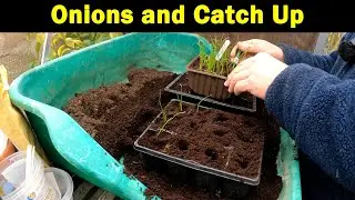 Potting On Onions | Catch Up | 