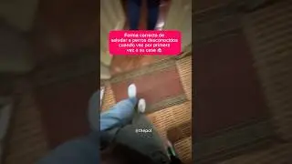 Así debes saludar cuando vas a una casa con perros 👀🐕