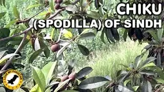Chiku (Sapodillaa) of Sindh