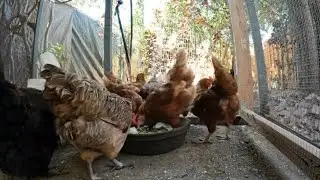 Backyard Chickens Fun Chickens Eating Video Sounds Noises Hens Clucking Roosters Crowing!