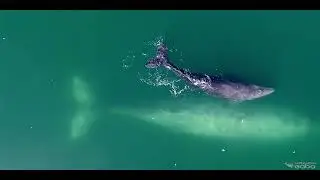 GRAY WHALES AT SCAMMON'S LAGOON – THE OZONE FACTOR WEB SERIES