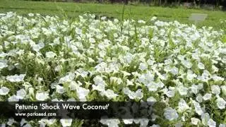 Petunia Shock Wave 'Coconut'