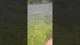 Nurse sharks 🦈 #fishing #nature #wildflorida