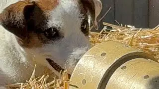 PIPER - Find the RAT! Barn Hunt -Jack Russel Terrier #barnhunt #rat #jackrussell