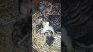 Turkeys