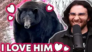 The World's Roundest Bear - 500 lb HANK THE TANK | HasanAbi Reacts