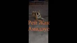 Акита ину спорит с хозяином.