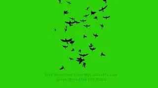 Crows Birds Flying Green Screen Video