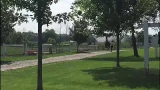 Dutch harness horse Windfall (Jonker x Waterman) tuigpaard hengst