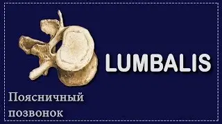 LUMBAR VERTEBRA | OSTEOLOGY | ANATOMY FOR MEDICAL STUDENTS