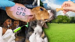 Breaking a Beagle out of a Testing Lab!