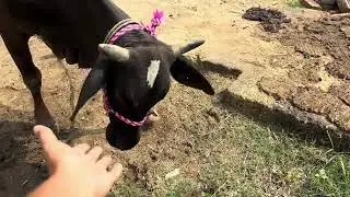 Meri Gaiya Aati Hai Mujhko Doodh Pilati Hai