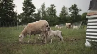 WELLSPRING FOREST FARM AND SCHOOL INTRO VIDEO