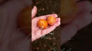 Cherry plum with Buongiorno Rastellino Font #шрифт #short #shortvideo #Shorts #cozy #autumn #font