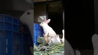 a day in their life