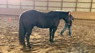 Rachael Sment & Ziva w/t ultimate challenge conformation