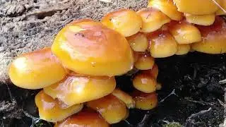Enoki/Velvet Shank (Flammulina velutipes) Mushrooms with The Mushroom Hunter