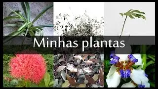 Mostrando minhas plantas- por Renata de Oliveira